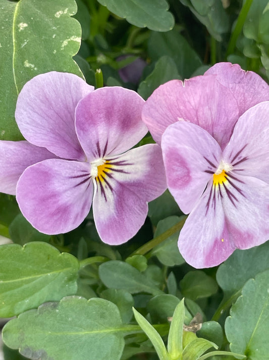 The Beauty, Medicine & Magick of Anointing with Botanical Oils