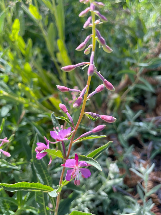 Meeting Fireweed