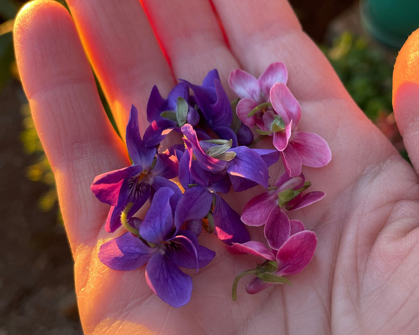 Lilac & Violet Skin Cream
