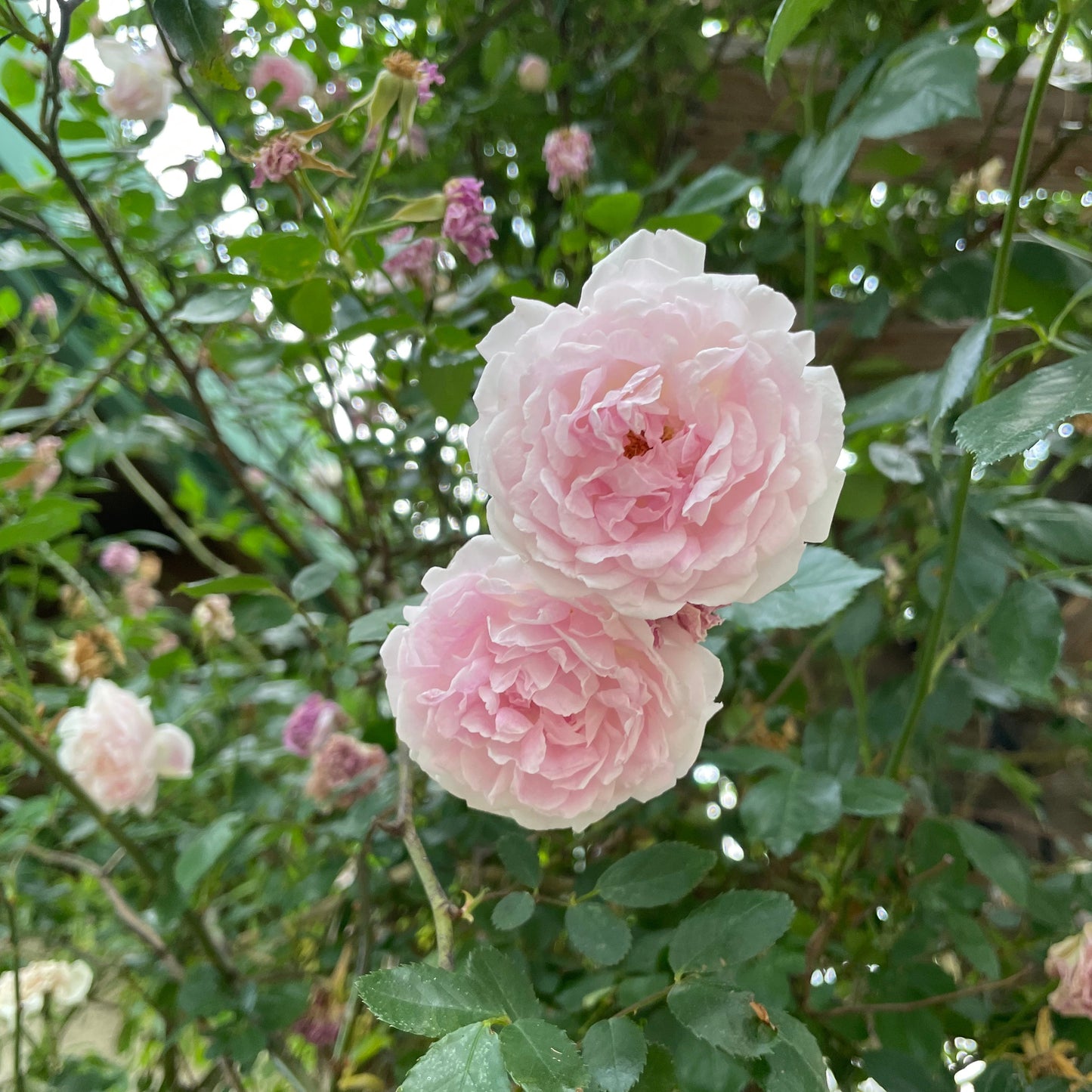 Coming Soon | Narthecia Seasonal Subscription Box