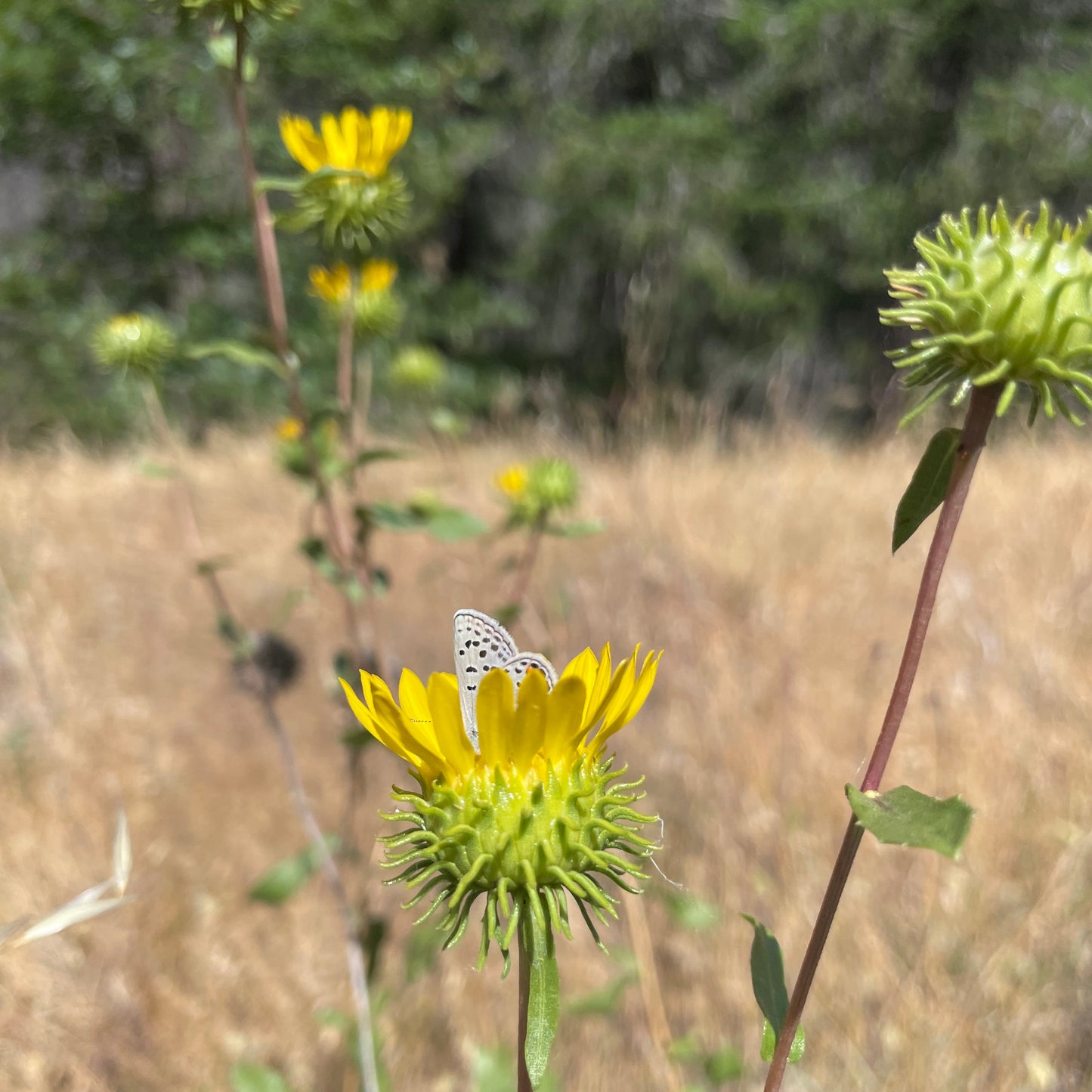 Butterfly on a yellow flower with green leaves in a natural setting