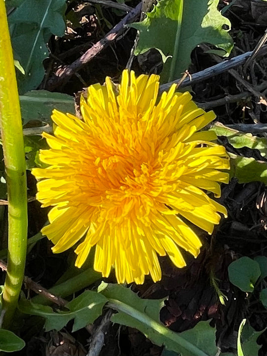 Gentle Spring Detox