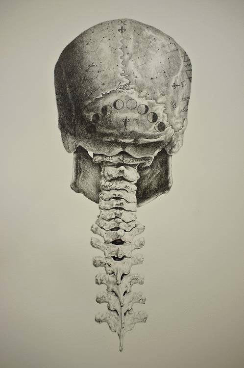 skull and spine, moon phases at base of skull