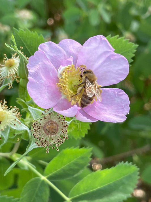 Honey Bee on light pink wild rose flower
