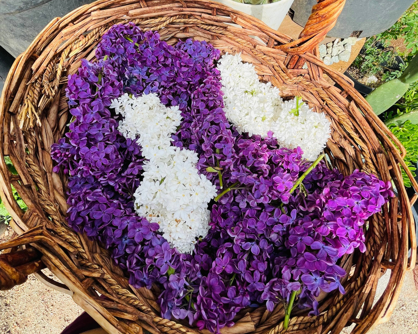 Lilac & Violet Skin Cream