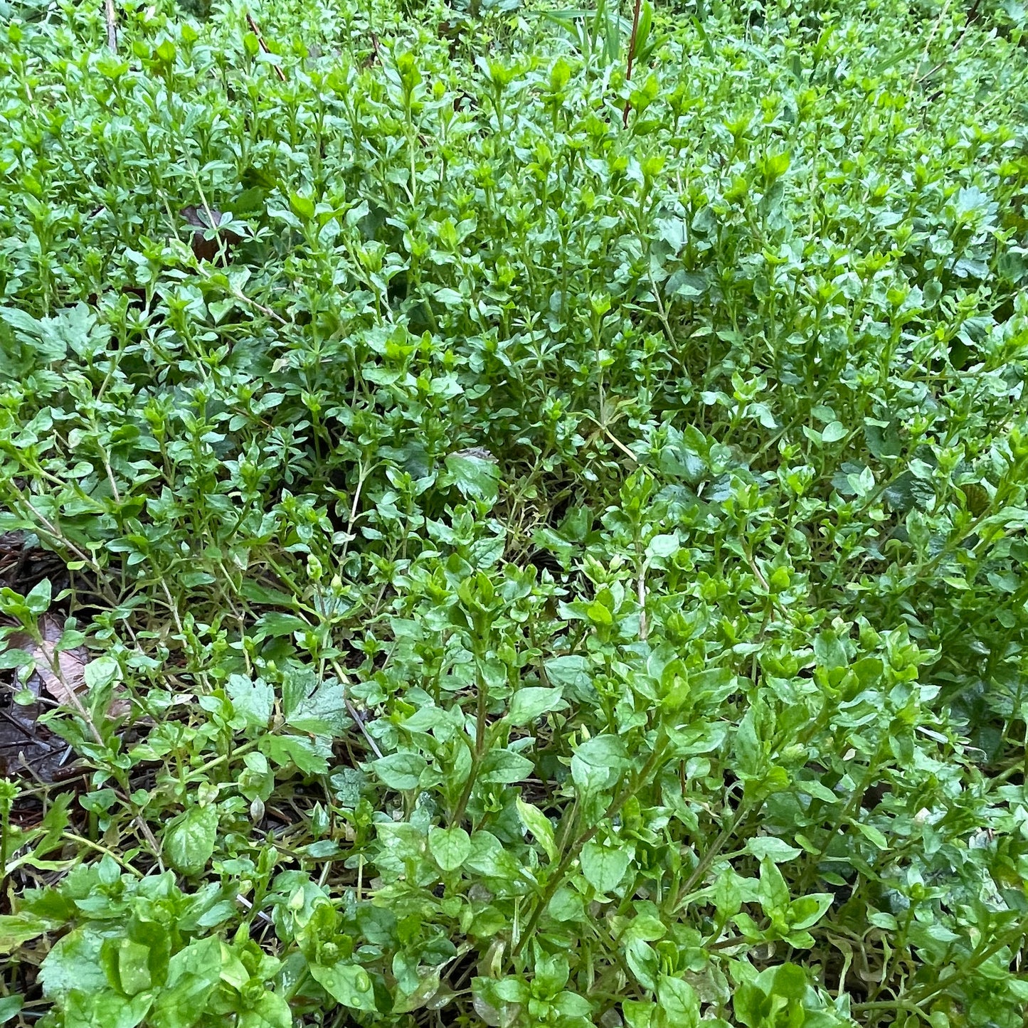 Chickweed Tincture