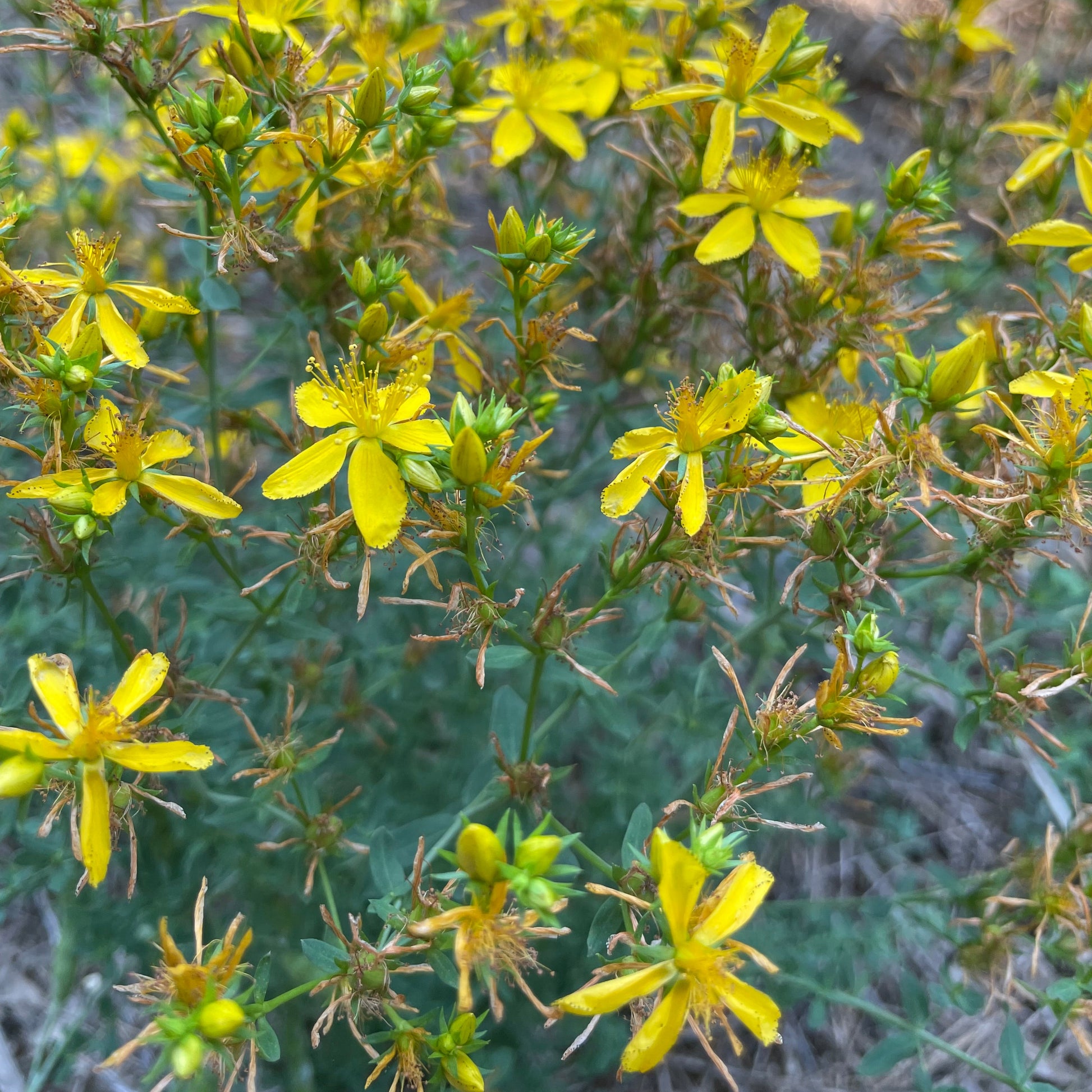 Yellow flowers on a green plant with a blurred natural background