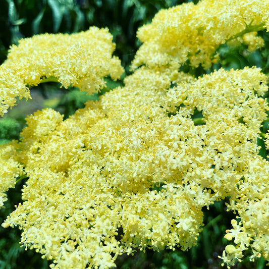 Close-up of bright yellow flowers with green leaves in the background