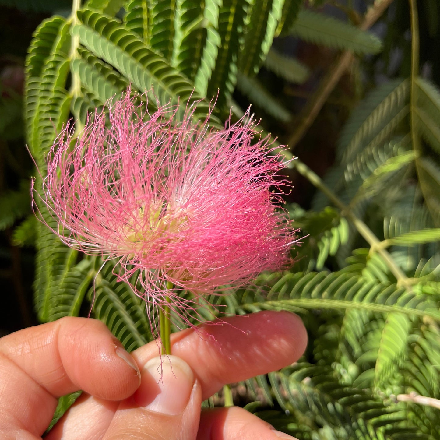 Mimosa Tincture