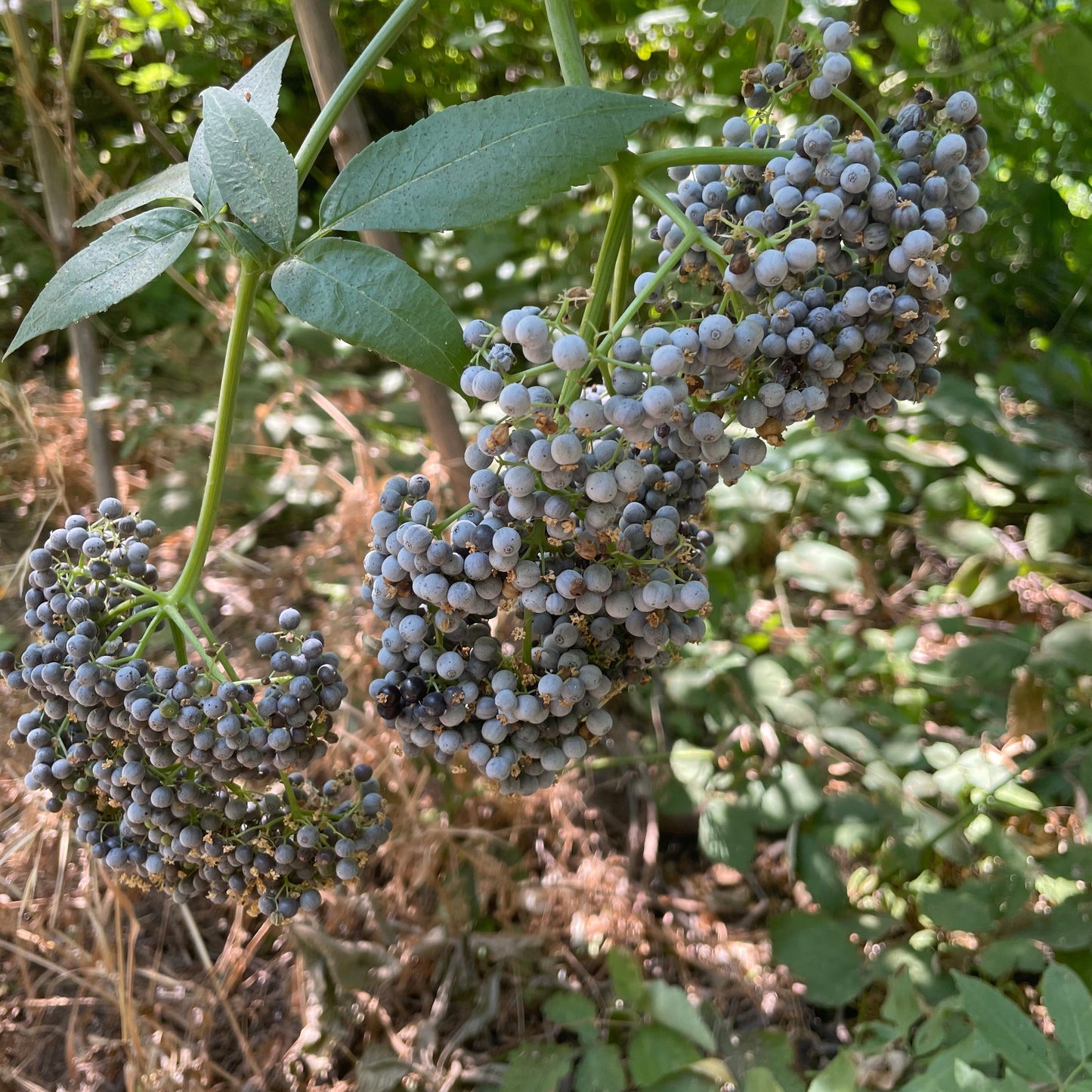 Elderberry Tincture
