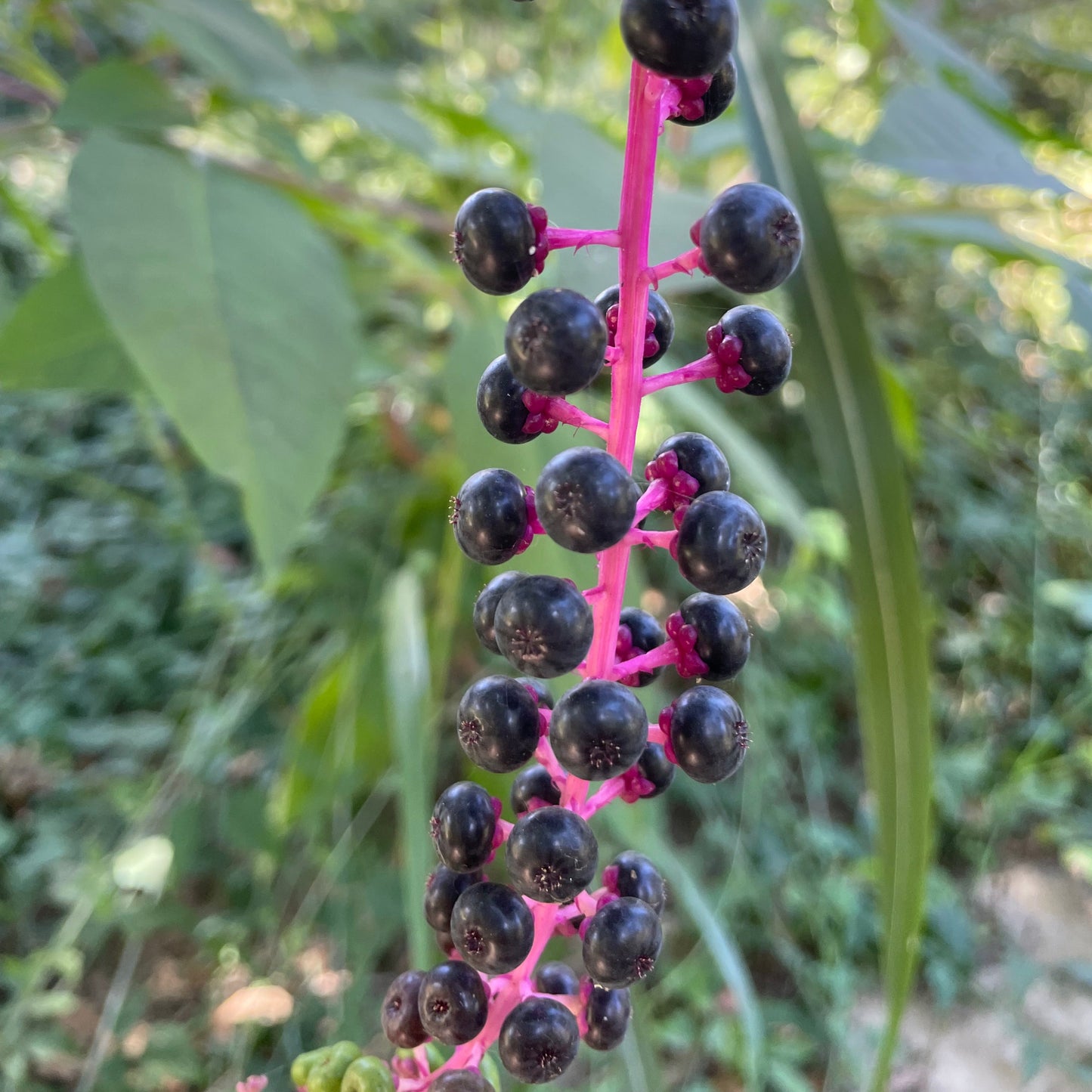 Poke Berry Lymphatic Tonic