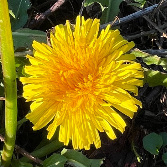 Dandelion + Burdock Tincture