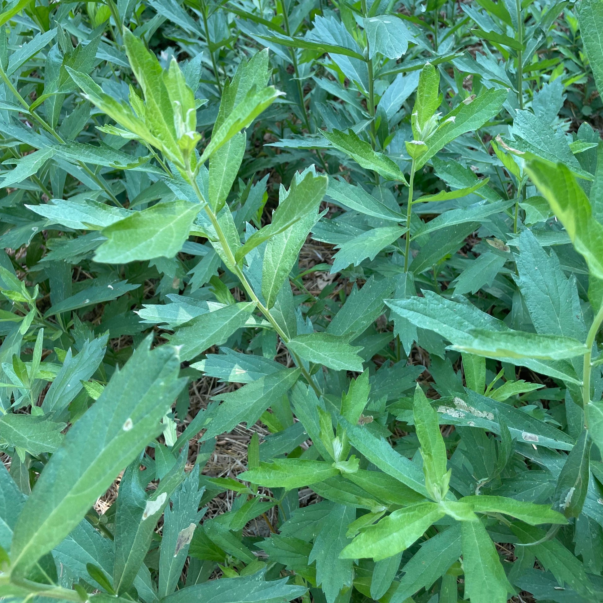 Close-up of green leafy plants with a blurred background