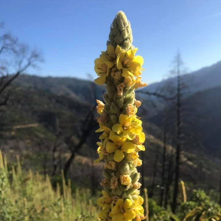 Tall yellow flower stalk with mountains in the background