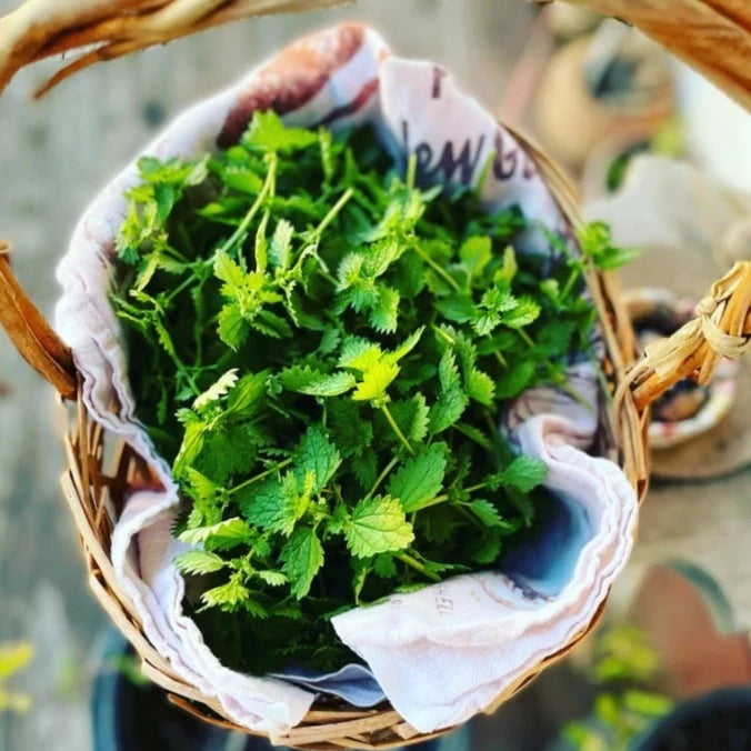 Nettles Tincture
